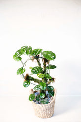 Amydrium sp. Sulawesi